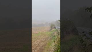 A Foggy Morning in Meopham Kent 88°c  Wed 06Nov24 [upl. by Frayne]