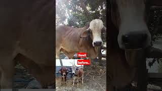 Pure brahman cow  cow farm  Banhladesh [upl. by Leuneb]