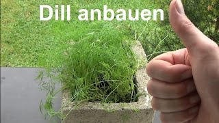 Dill anbauen Dill aussäen selber anbauen pflanzen und ernten [upl. by Adnoluy113]