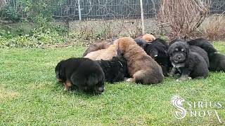 Tibetan Mastiff puppies first time outdoor [upl. by Aznerol]