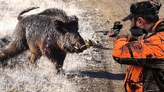 20 saniyede sürü bitti Muhteşem yaban domuzu avı Best wild boar hunting hog hunts pig hunter [upl. by Casilde9]