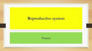 Reproductive system of Penaeus [upl. by Gass349]