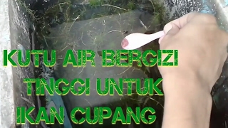 Kutu air bergizi tinggi untuk ikan cupang [upl. by Yorick275]