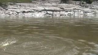 Clear Creek Daly River 3mp4 [upl. by Katti528]