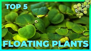 Top 5 Floating Plants for your Aquarium [upl. by Aramot22]