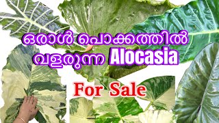 Giant Alocasia  വീട്ടിൽ വളർത്താം  Baby Plants For Sale… [upl. by Esoryram]