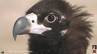 World Heaviest and Largest Vulture Cinereous vulture Rare of Rarest Vulture [upl. by Tigirb978]