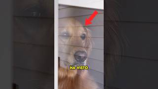 IL SUO PADRONE LO TRADISCE CON UN ALTRO CANE😱 tiktok pets [upl. by Ojoj]