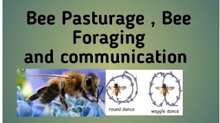 Bee Pasturage  Bee Foraging and Communication 🐝🐝  Hindi Explanation [upl. by Sig52]