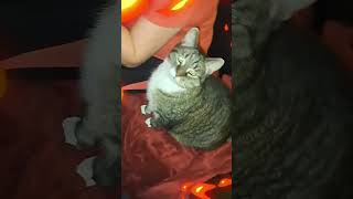 Schnurr von Waffel trending katze cat legendary funny deutsch [upl. by Aratak822]