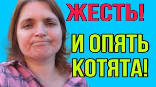 ЖЕСТЬ И ОПЯТЬ КОТЯТА VREDINA LIFE ОБЗОР [upl. by Heins]