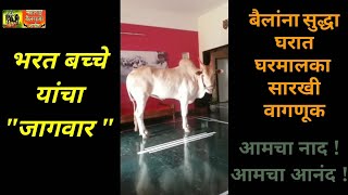 बैलाला सुद्धा घरात घरमालकासारखी वागणूक  ज्यागवार बैल  Jaguar Bull  Maharashtra Bailgada Sharyat [upl. by Chilcote]