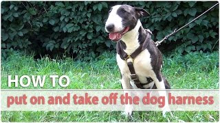 How to put on and take off the dog harness  Quick Tutorial [upl. by Etac]