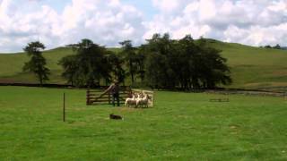 Scottish Sheepdog Trial Ashintully Estate Near Kirkmichael Strathardle Scotland [upl. by Niwled]