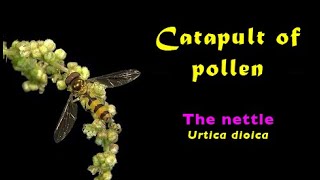 Urtica dioica The nettle  catapult of pollen [upl. by Artie]