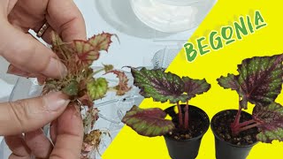 begonia tissue culture at home [upl. by Benenson]