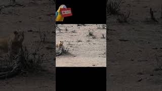 Lion Chases Down Impala Antelope in Epic Wildlife [upl. by Gurias297]