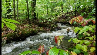 Autumn rain at Sugarbush [upl. by Warde]