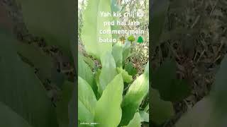 Ped ka naam batao music song nature newsong 🌴🍀💪🌳🌲 [upl. by Nitsirc208]