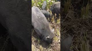 cutepig grazing swine pig farming [upl. by Janina]