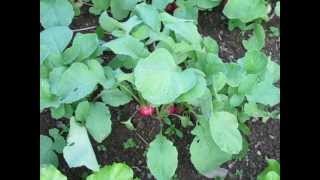 When to Harvest Radishes for the Best Taste [upl. by Moses]