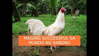 Sabong tips MAGING SUCCESSFUL SA MUNDO NG SABONG [upl. by Maribel942]