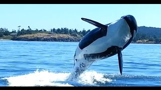 Orcas at Eagle Point San Juan Island WA [upl. by Noby]