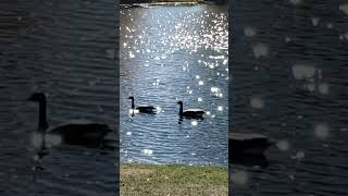 Sunshine Glistening off the Water at the Pond [upl. by Nitas]