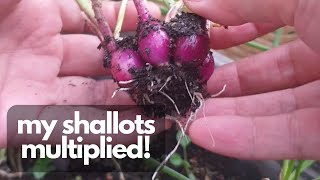 FROM SHALLOT GREENS TO BULBS  Multiplying shallots in pots [upl. by Tager41]