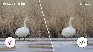 【ビックカメラ】キヤノン提供 カメラレンズ RF600mm F11 IS STM キヤノンRF 単焦点レンズを動画でご紹介 [upl. by Nonnahsal]