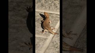 Trachylepis spotted in my house 🫣 raptile nature nikoncamera youtubeshorts viralvideo [upl. by Esirehc]