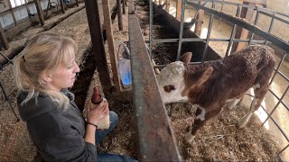 Orphaned baby and why are dairy farms so hard to keep clean… [upl. by Tamsky658]