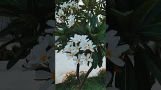 Khoobsurat Champa ke phool youtubeshorts naturalbeauty viralshort [upl. by Acsehcnarf]