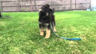 German Shepherd Puppy Barking [upl. by Rekyr47]