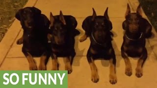 Unbelievably obedient Dobermans demonstrate vast array of skills [upl. by Elletsirk]