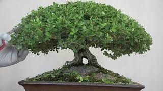 Trimming a Canopy Style Boxwood Bonsai April 2024 [upl. by Sinegold]