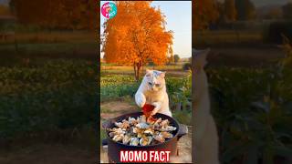 A Cat Cooking Dishes  Cat  Best Cat  Meow  Cooking Cat  shorts ytshorts cat [upl. by Awra]