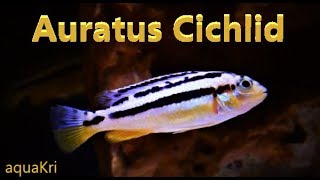 Auratus Cichlid Care amp Tank Set up Guide [upl. by Nylarej]