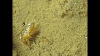 Biting Sandflies emerging from Sand in a Tropical Estuary [upl. by Pippo]