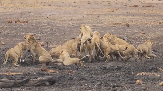 15 Lions Hunt and Devour unlucky Warthog [upl. by Reider606]