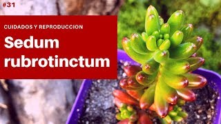 SEDUM RUBROTINCTUM  Sedo Rojo [upl. by Enyleuqcaj685]