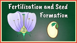 Fertilisation and Seed Formation [upl. by Aicele89]