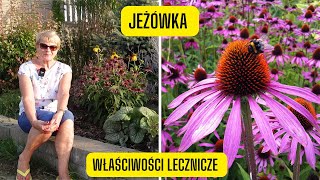 Jeżówka i jej właściwości lecznicze  Tego nie wiedziałeś o swoich JeżówkachWspaniała na odporność [upl. by Terina]