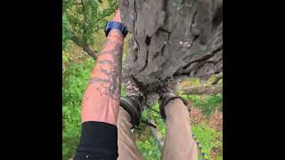 Big shagbark hickory removal [upl. by Guevara78]