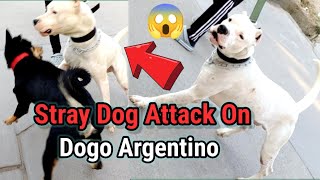 Dogo Argentino vs Street Dog 😱😱  Dogo Argentino Simmba [upl. by Feirahs]