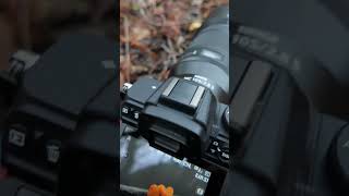 Spring Fungi Photography shorts  Yellow Brain  Tremella mesenterica fungi photography macro [upl. by Enelehs585]