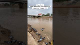 Nan River at Temple of the Great Jewelled Reliquary is Located on Phitsanulok Thailand [upl. by Ernaline]