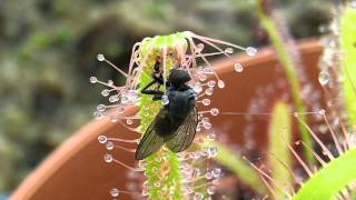 Sundew Carnivorous Plant Catches fly timelapse [upl. by Nivlac522]