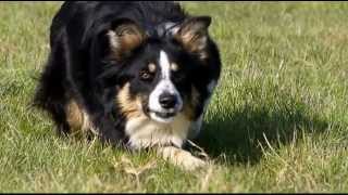 Border Collie en apprentissage au troupeau [upl. by Bary]