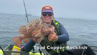 Catching Rockfish in NorCal Fish Tacos For Days [upl. by Boys]